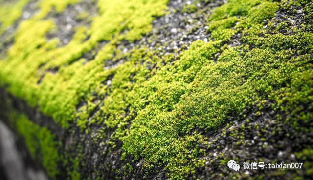 野外苔藓观察