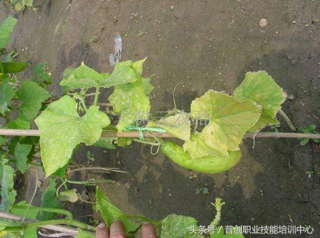 黄瓜缺锌