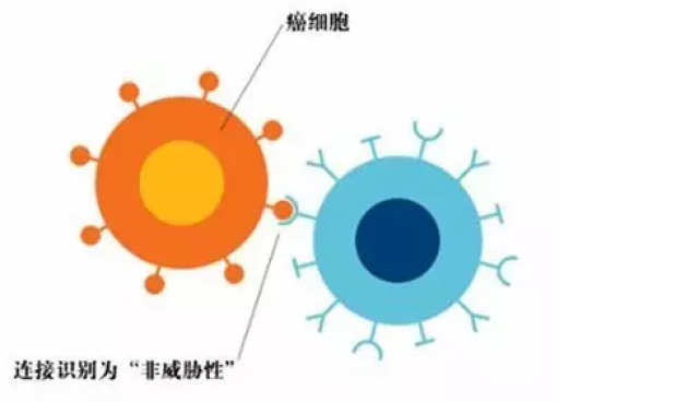 癌细胞表面出现