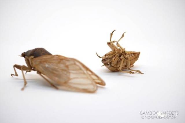 这手艺了得,竹子做出的高仿真昆虫