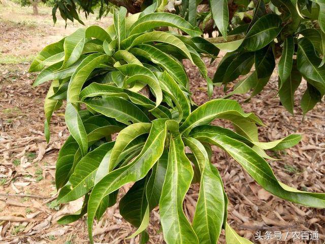 芒果树流胶病症状及芒果养树要点