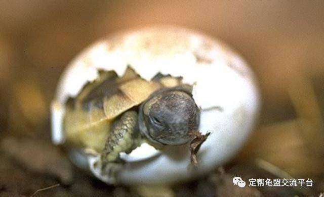 乌龟产卵经验分享
