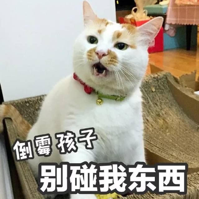 你的表情包楼楼猫真的回喵星球了!挥泪告别!