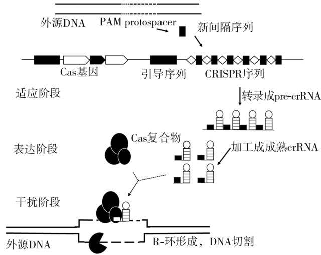 ①适应阶段:cas9蛋白复合物靶向入侵的外源dna片段原间隔序列(proto