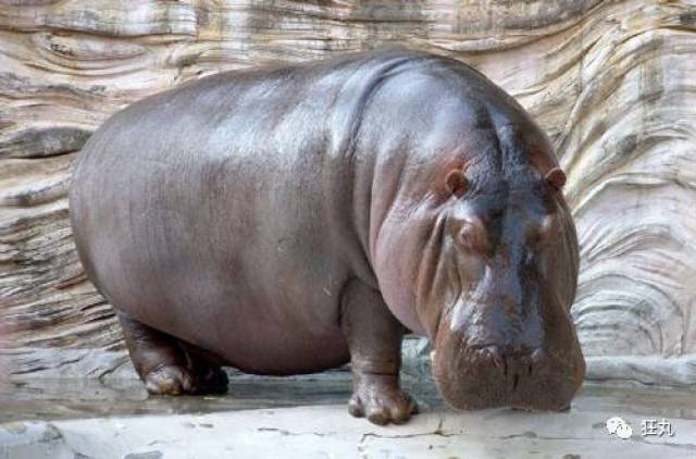 什么什么什么化的成语有哪些_偎的成语有哪些