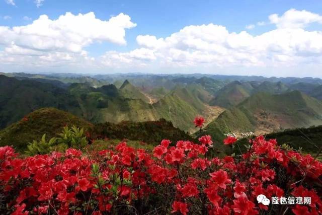 蛇场乡,金钟山乡调研隆林咉山红旅游资源,在乡镇领导及林业站,扶贫站