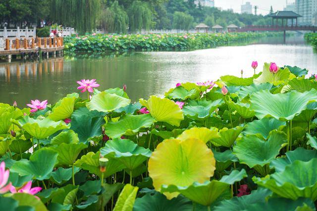 突如其来的幸福 干渴的许昌秒变水韵莲城