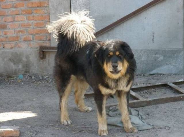 本土越来越罕见的犬种蒙古獒