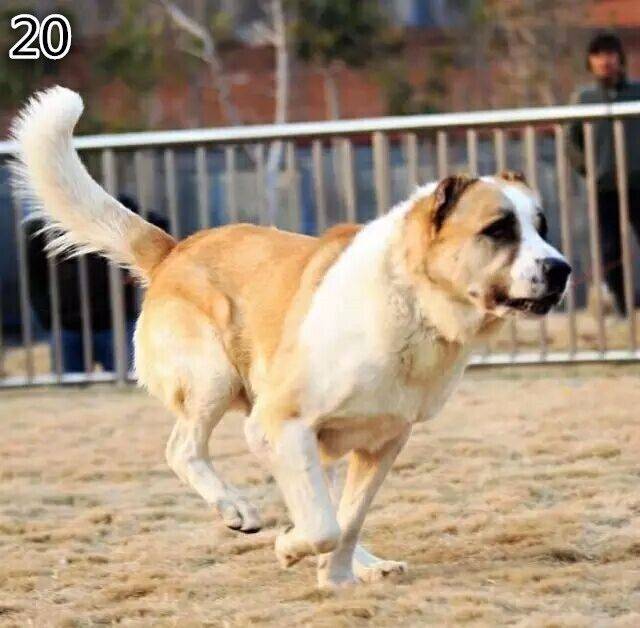 2017年-2018年全国"太行山杯"第一轮竞技参赛犬只