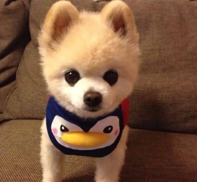 难过!喵星人