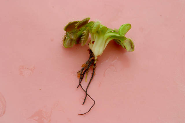 农村蚊蝇太多,种一株天然驱虫草,它是植物界的