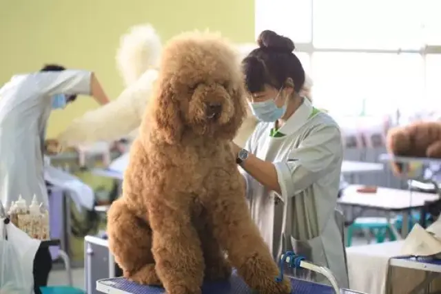 宠老板专访张御丞:工资3千的宠物美容师怎样做