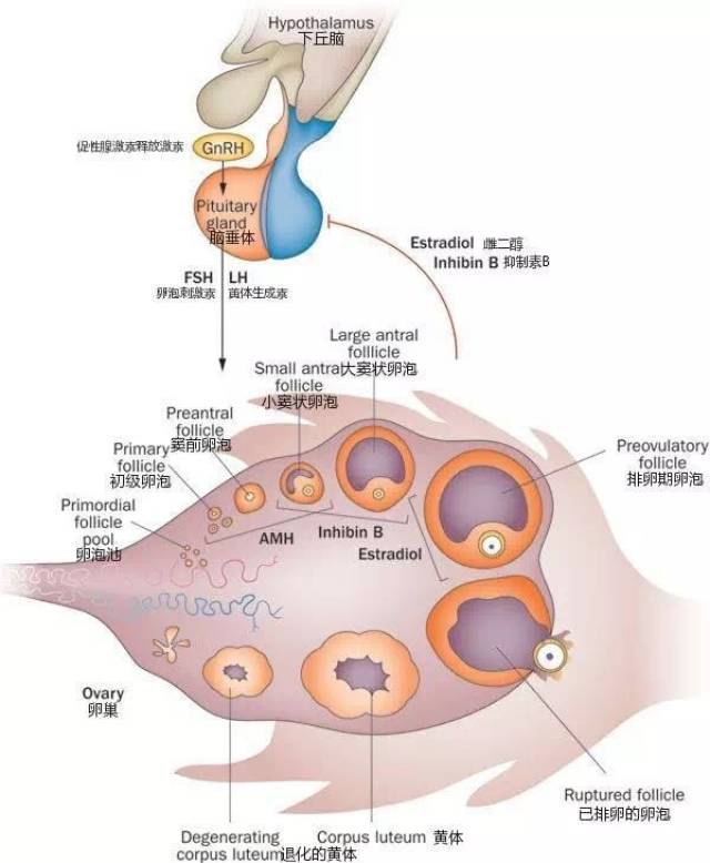 颗粒细胞产生,有报道指出,inhb对fsh负反馈调节的减弱是女性卵巢老化