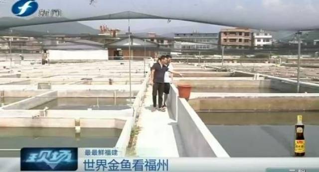 这儿就是闽侯县荆溪镇的潘氏金鱼养殖场,这里,福寿金鱼,狮头金鱼