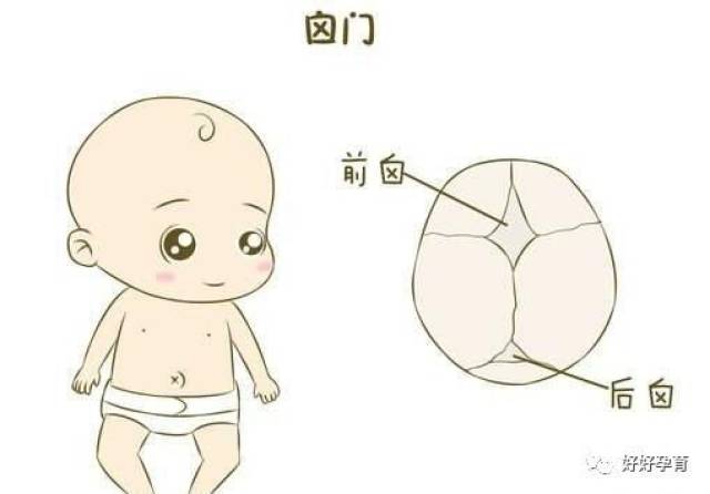 囟门什么时候闭合?