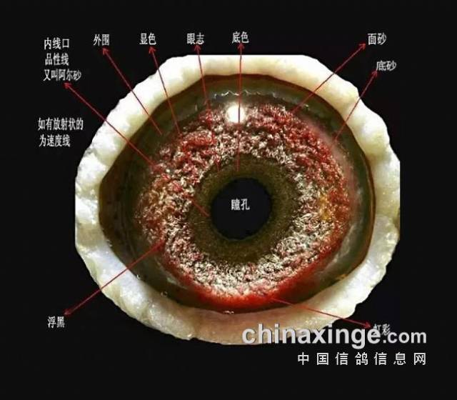 【图】鸽眼结构详解!