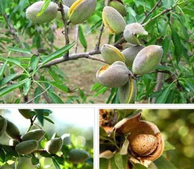 巴旦木又名巴旦杏,新疆称巴旦姆,也有俗称薄壳杏仁,是甜味型扁桃的