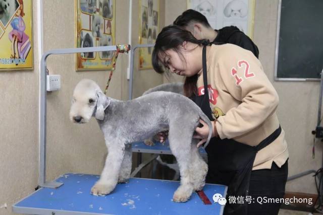 牵手精灵第49期b级班全程学习直播丨第二天——贝灵顿修剪课