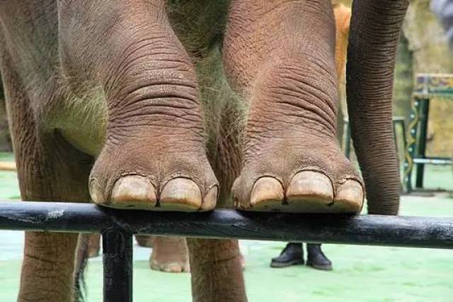 同样都是大象,但亚洲象和非洲象的脚趾头个数还有不同,你可能从未
