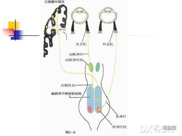 【专业】第四节——核上性眼肌麻痹