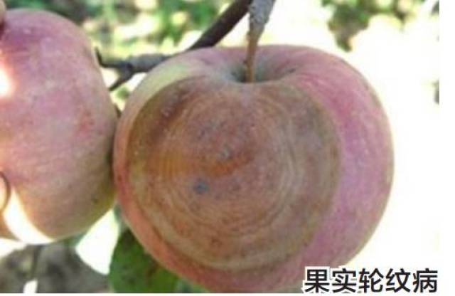 重防三类果实病害 提升苹果品质