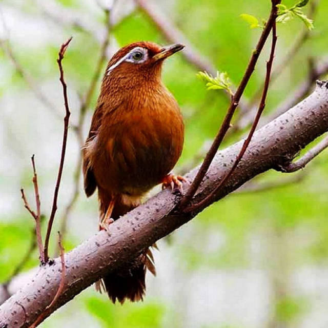 不就是训养好一只画眉鸟吗?简单极了!