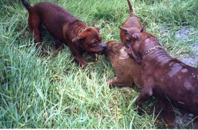 中华猛犬之川东猎犬,全身都流淌着捕猎本能的血液!