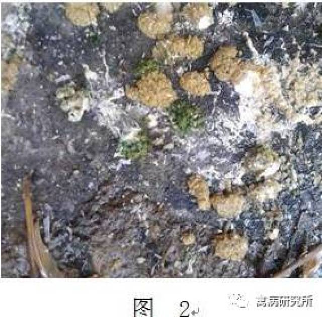 (图文详解)一例蛋鸡流感和大肠杆菌混合感染的诊治_手机搜狐网