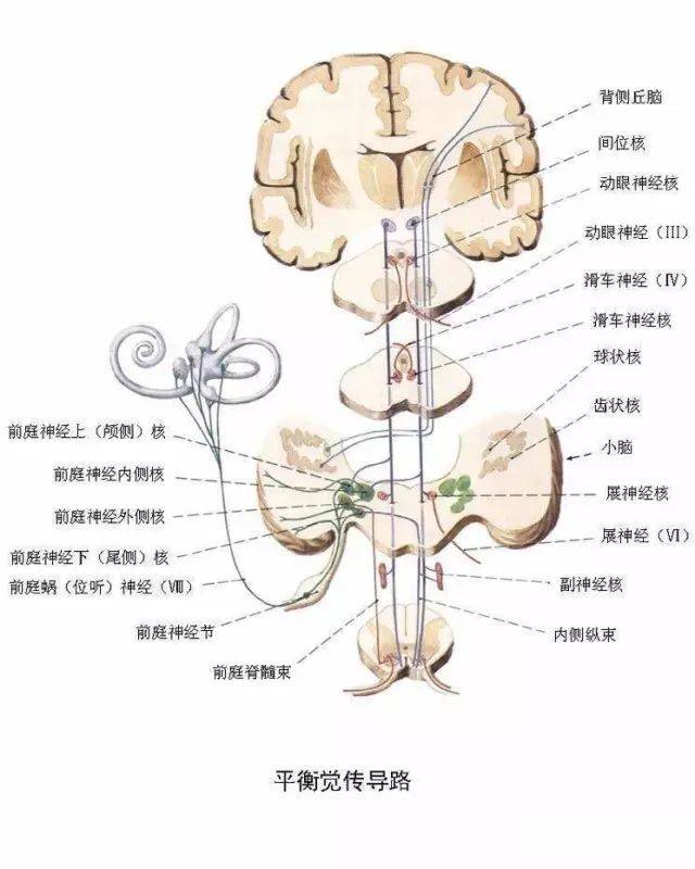 前庭觉不足的主要表现