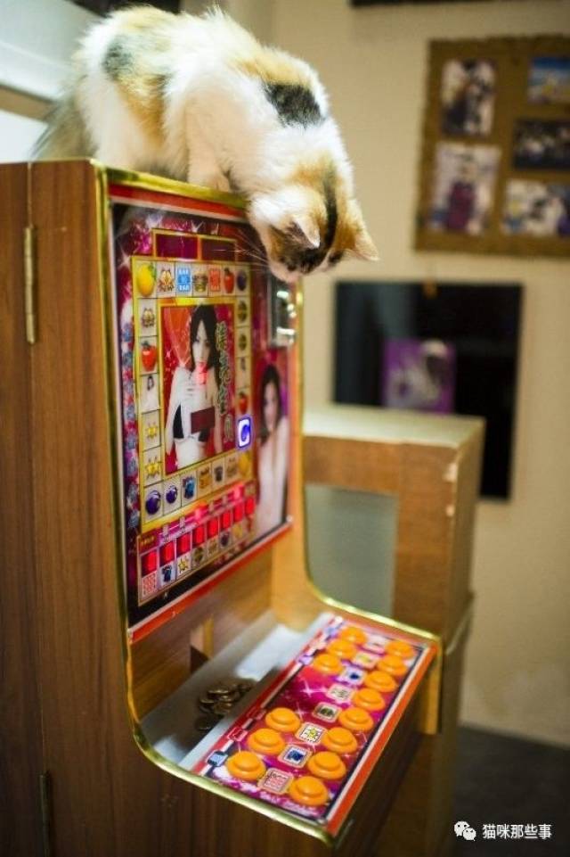 这只猫的爱好有点奇葩—竟然是个爱玩水果机的赌坛奇才!