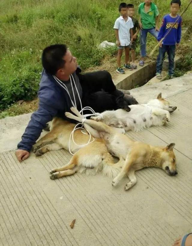 太凶狠!桂林偷狗贼被发现,居然用毒镖袭击人