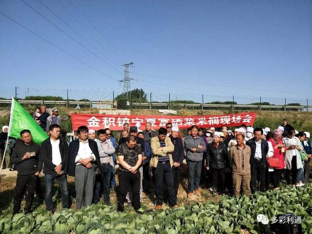 致富金积镇富硒种植带来脱贫硒望