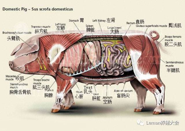 图3.小猪的解剖结构