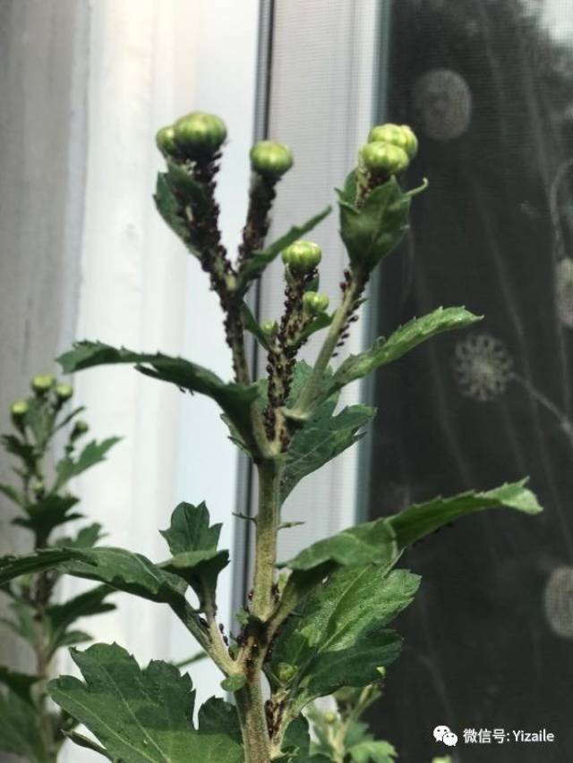 一问一答|红蜘蛛症状表现及防治,各种蔬菜后期追肥方法,识图!