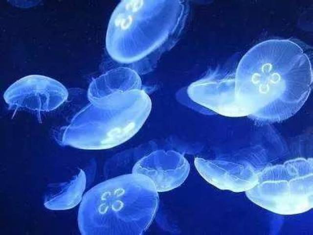 透明的海月水母(实拍照片)