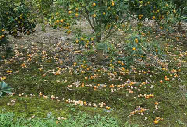 苹果树大量落果怎么办?_手机搜狐网