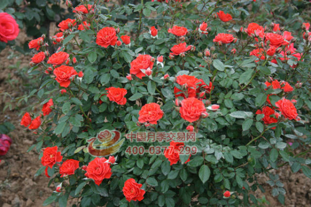 月季土 这样配开爆(图1) 月季土 这样配开爆(图1)