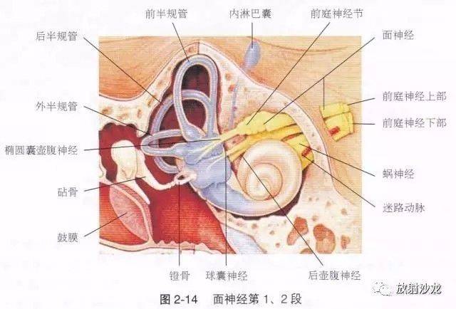 【解剖】颞骨大体解剖 轴位及冠状位ct断层图像