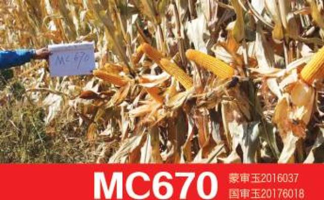 金鸡报喜丨金色农华玉米品种mc670刷新玉米高产纪录