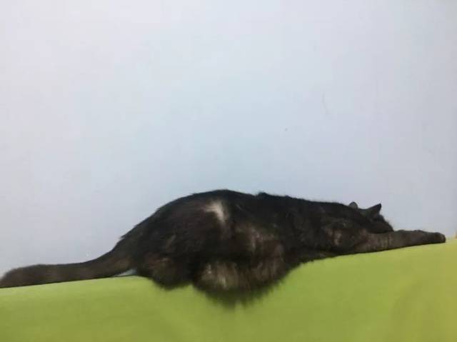 养猫日记一个重庆资深女猫奴的日常
