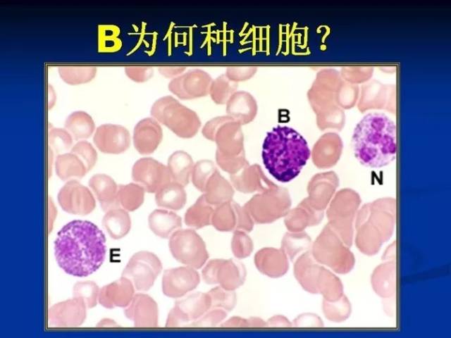 合集| 组胚实验考试模拟图65张(含答案)