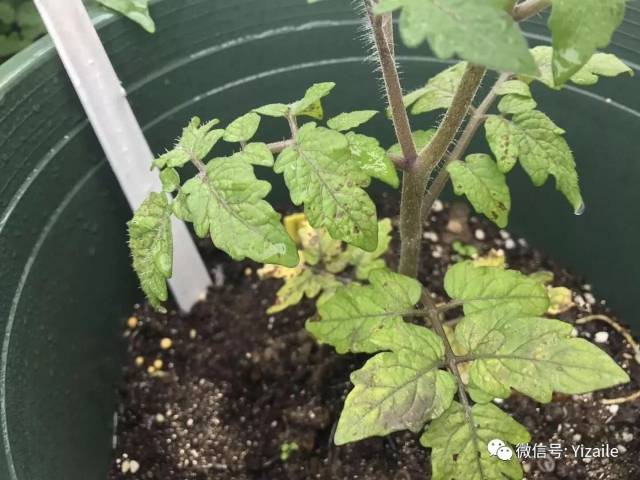 杀虫,草莓叶子背面长满了小虫 估计是蚜虫,一般碰到蚜虫 红蜘蛛之类