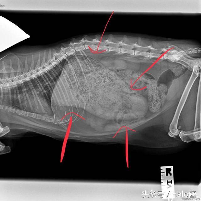 猫肚子里藏3颗"石头 及时取出保命,天冷了慎防猫咪患上毛球症