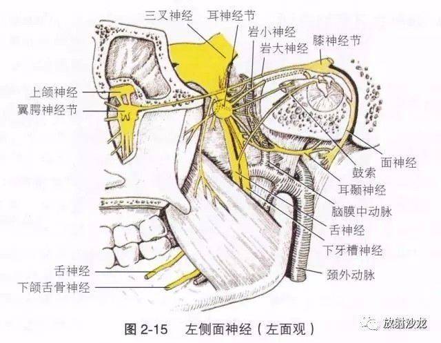 【解剖】颞骨大体解剖 轴位及冠状位ct断层图像