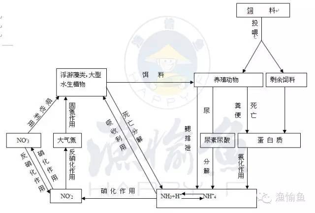 养殖池塘水体氮循环示意图