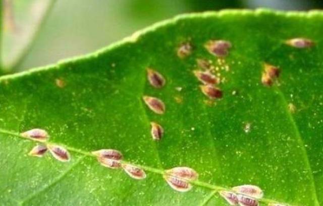 根粉蚧这种害虫一般很难发现,因为他们一般都藏在根茎的下面,如果