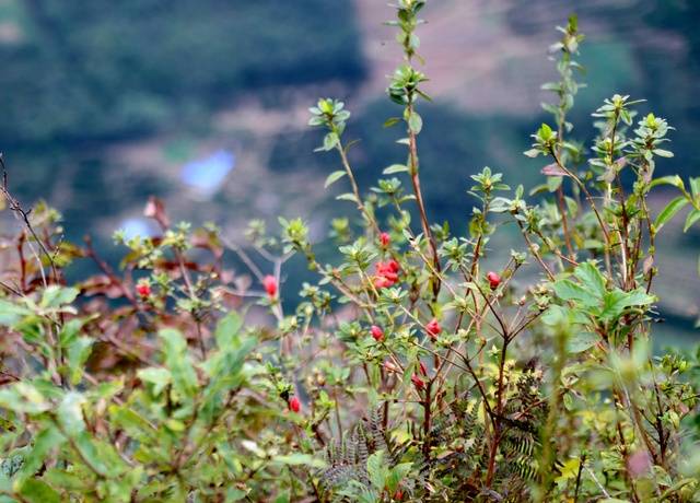 清江珍珠寨:映山红花开二度疑似春