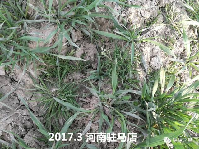 小麦田禾本科杂草识别图谱(最新版)