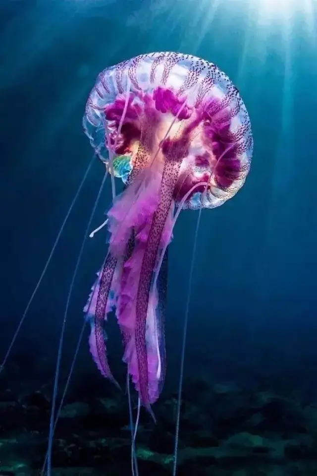 水母,海洋世界里最美的舞者!