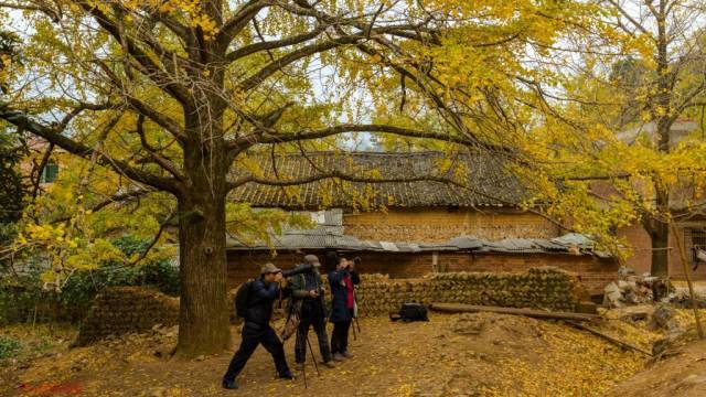 阳山小江千年银杏林 小布达拉宫 连州地下河 赠送正宗